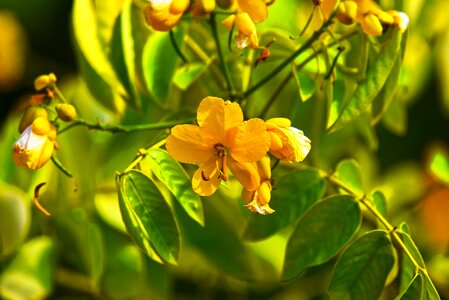 Shrub stamens ornamental plant