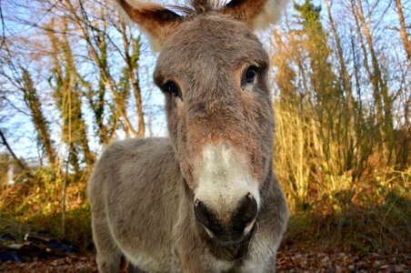 Hiking animal nature photo