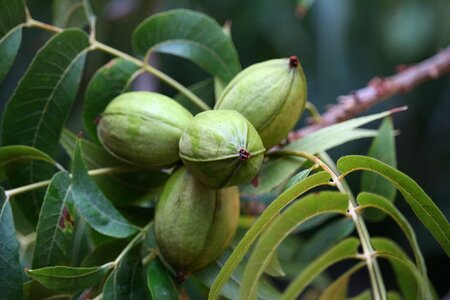 Nogalera pecan pie tree