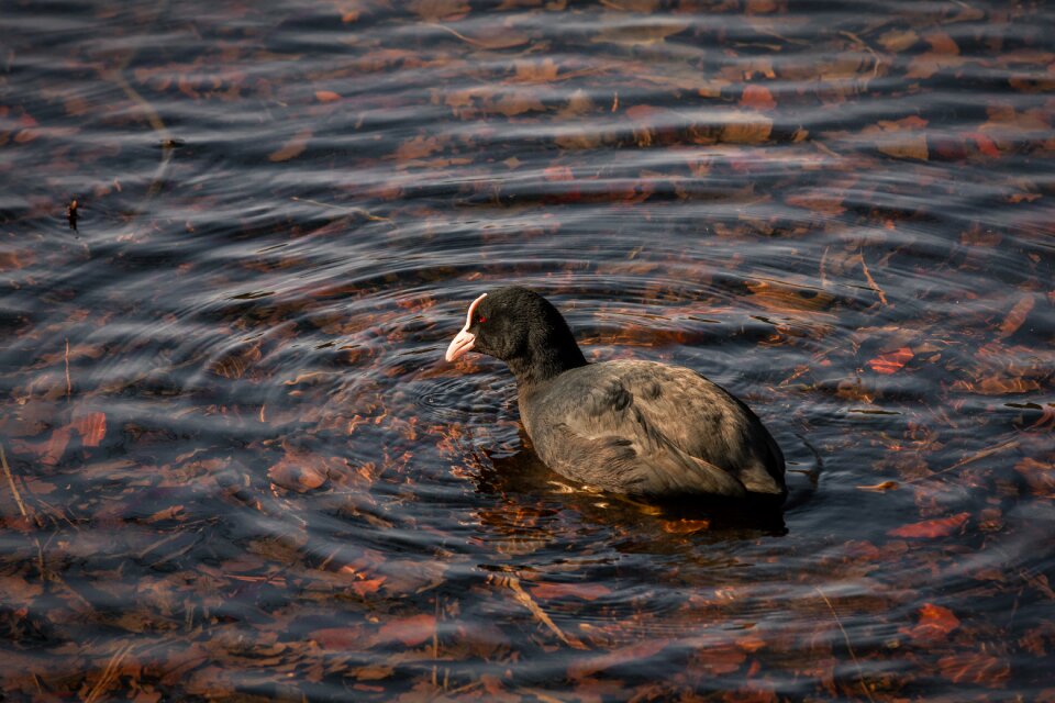 Swimming nature animal