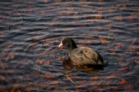 Swimming nature animal photo