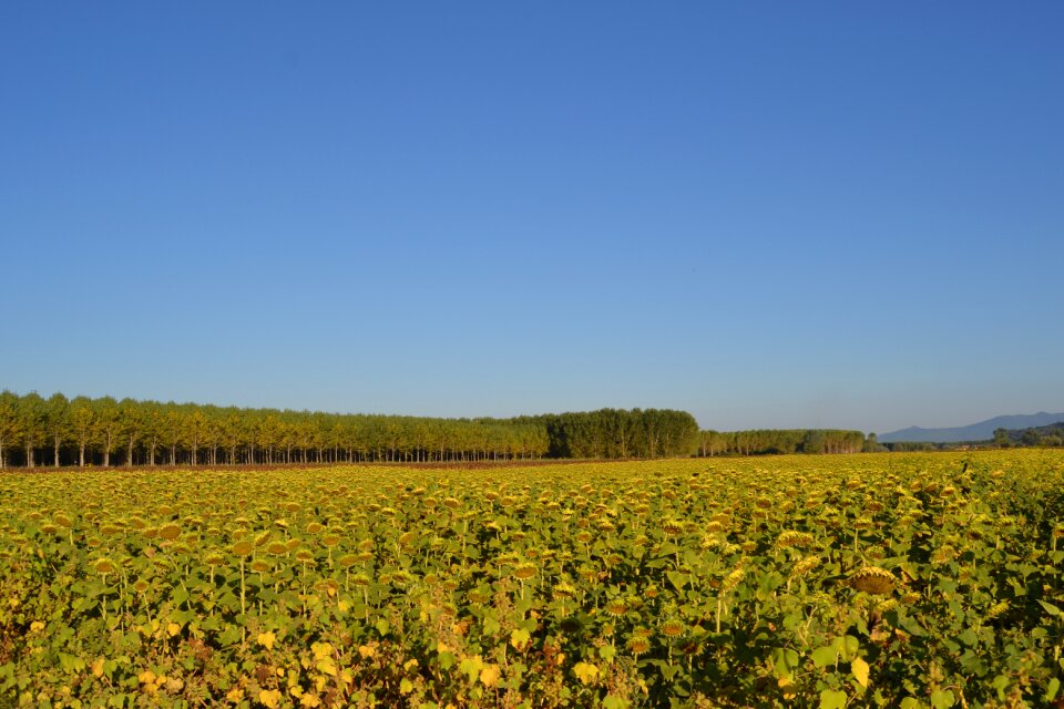 Field landscape summer
