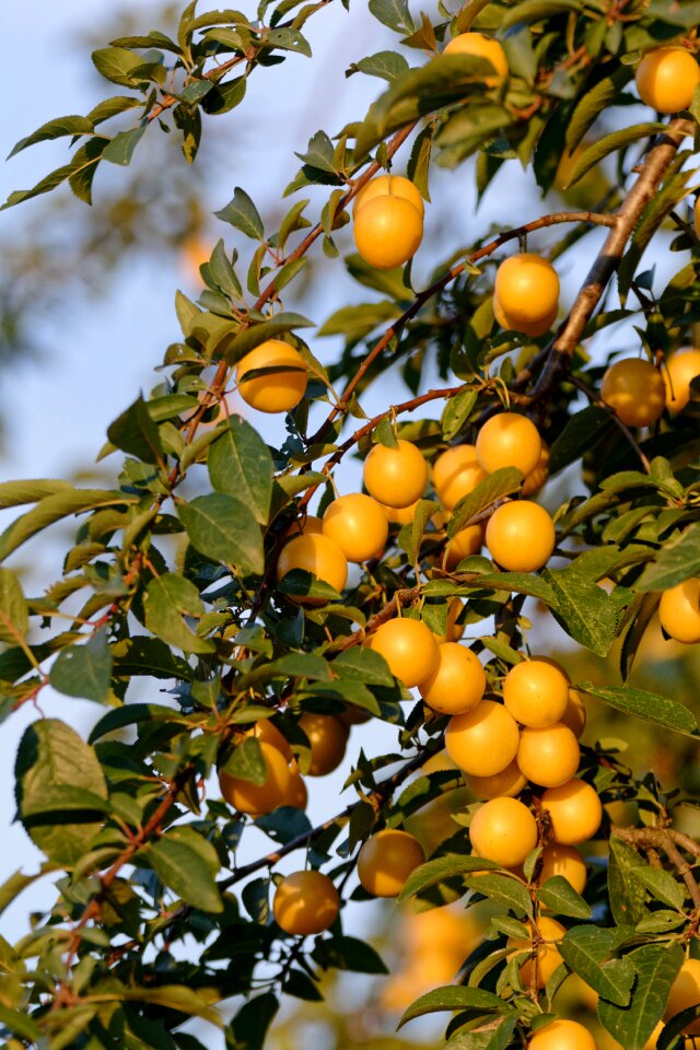 Tree plum garden