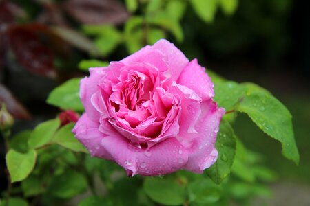 English rose pink flowers pink button