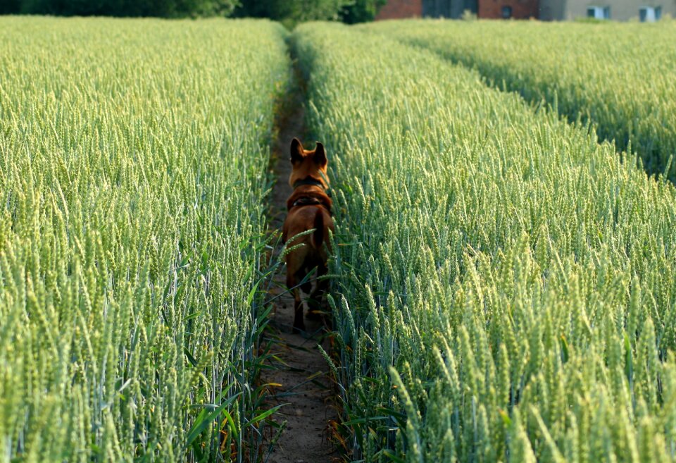 Spacer dog the road home
