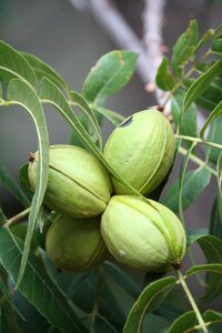 Nogalera pecan pie tree