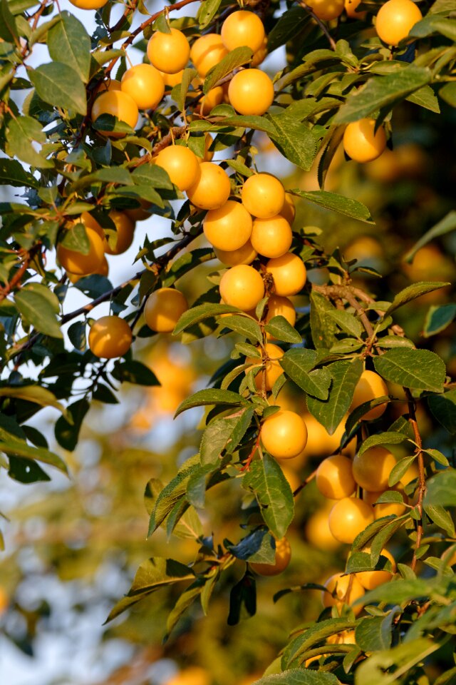 Tree plum garden