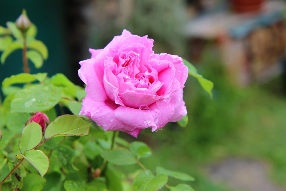English rose pink flowers pink button