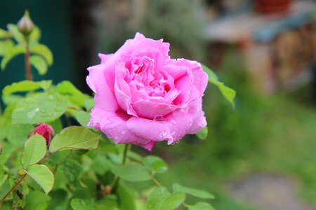 English rose pink flowers pink button