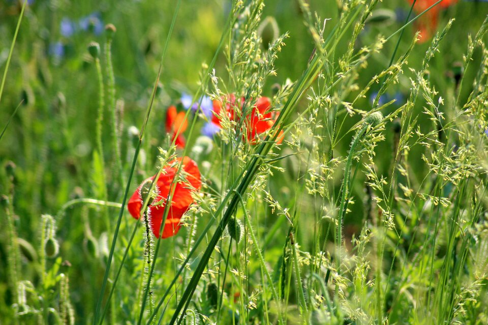 Vegetation nature spring
