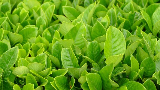 Tea plantation tea leaves plantation