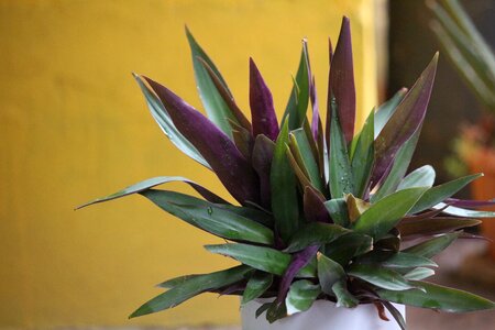 Cactaceas succulent nature