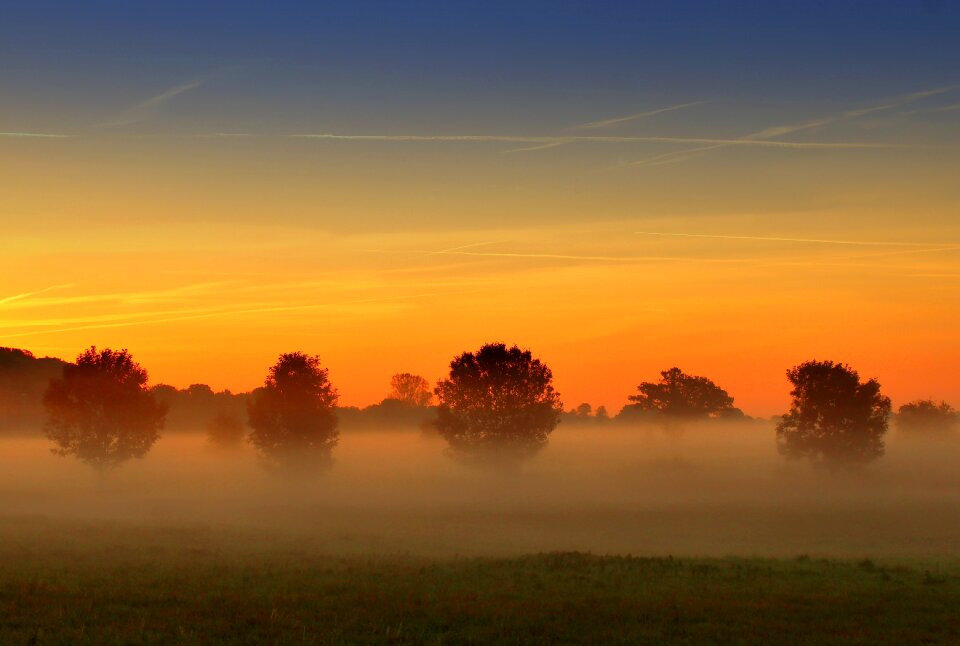 Nature haze trees