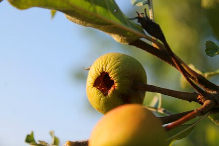 Vertrcknet apple tree nutrition