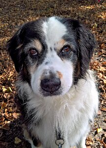 Purebred dog male black white brown photo