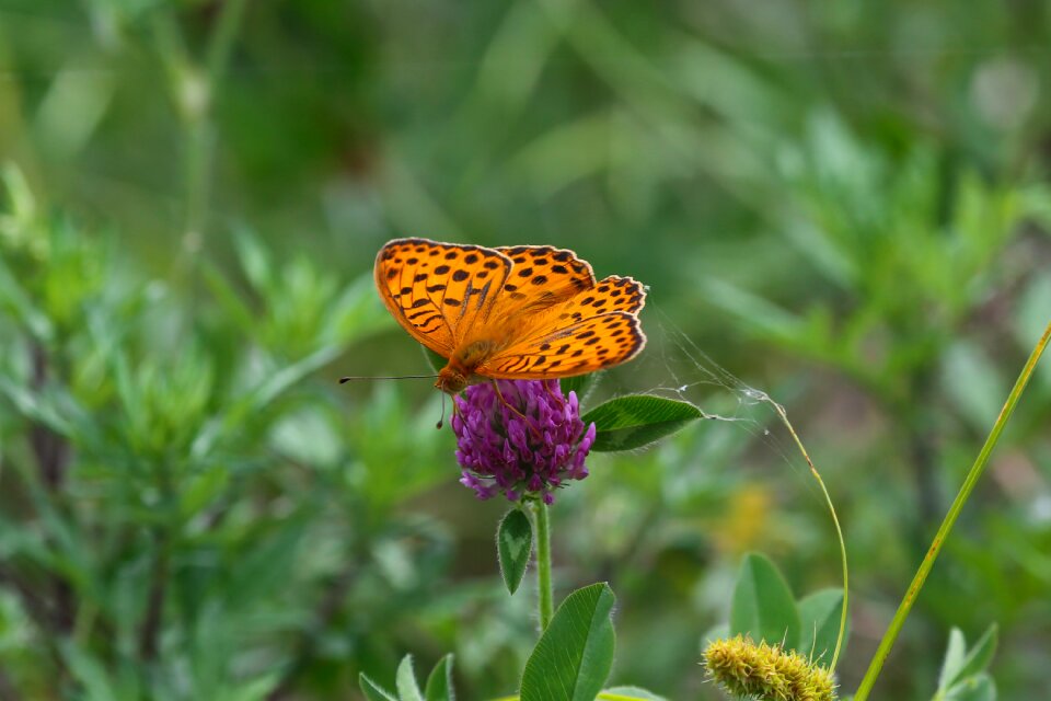 Flowers nature affix