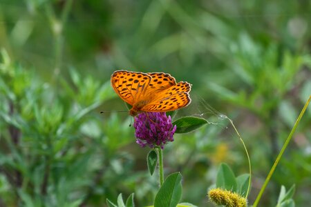 Flowers nature affix photo