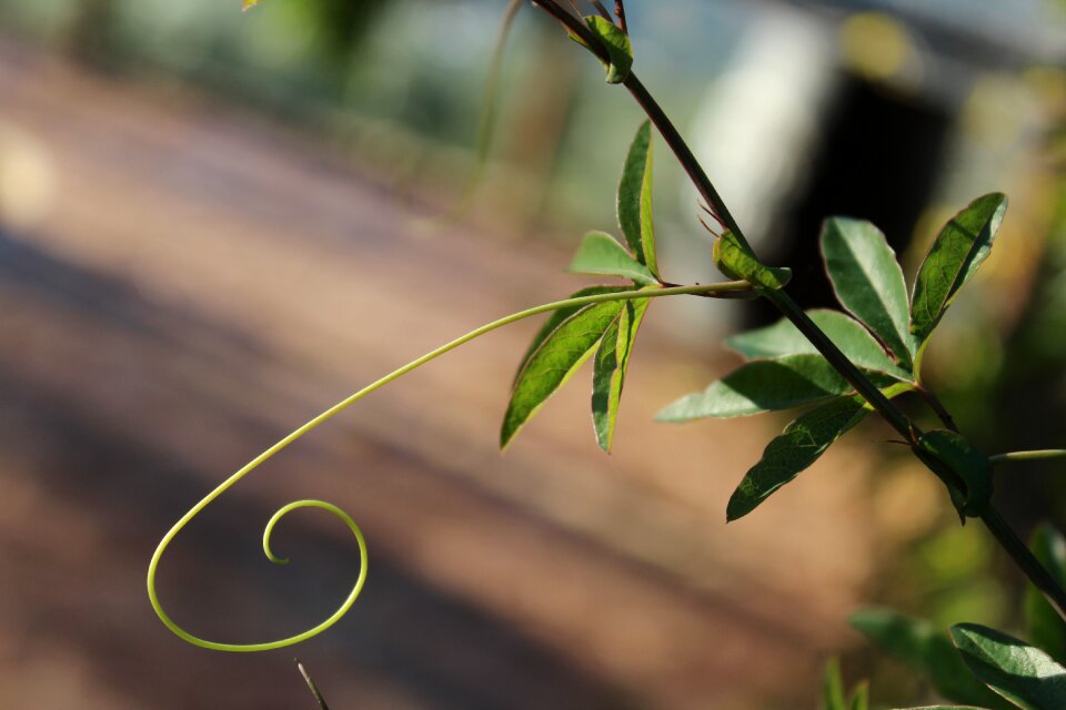 Passion flower nature stem