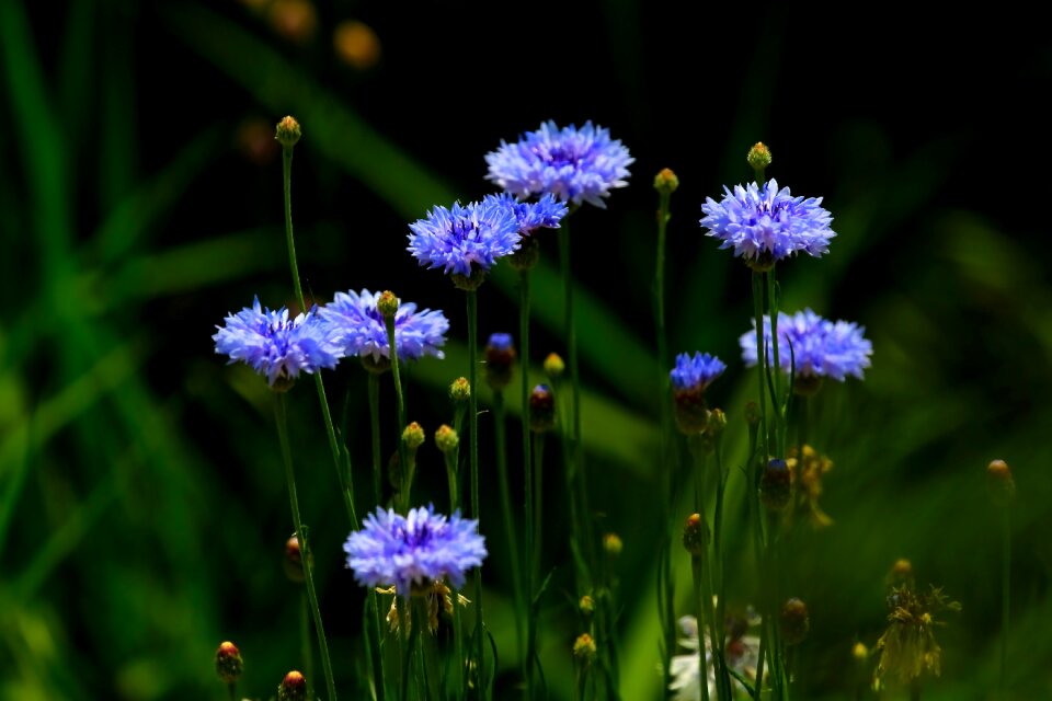 Wildflower plants blue flower