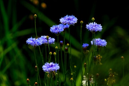 Wildflower plants blue flower photo