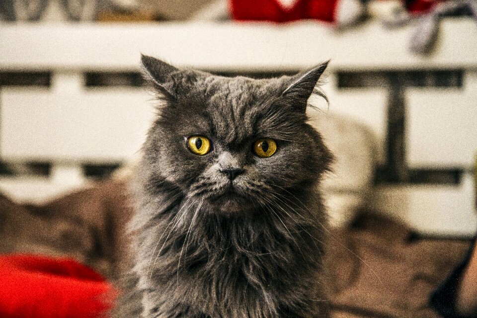 Pet eyes face