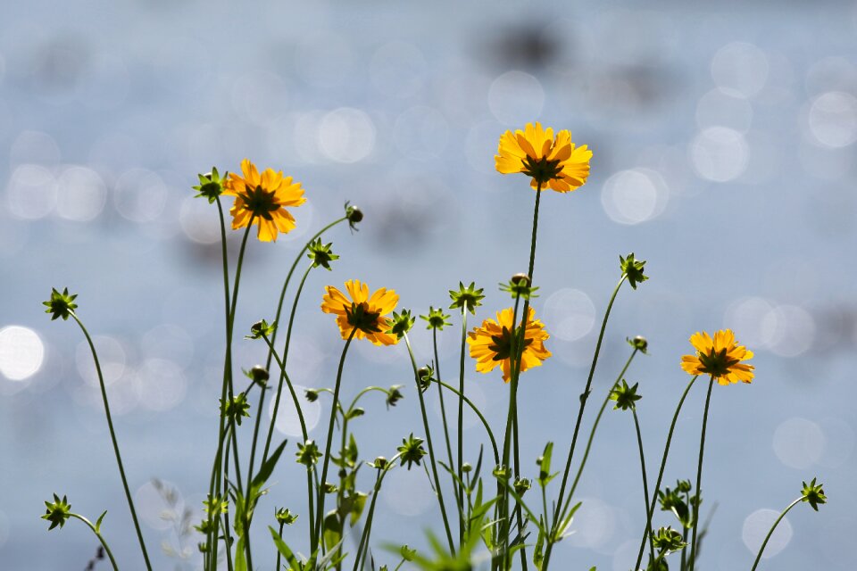 Geumgyeguk wildflower plants