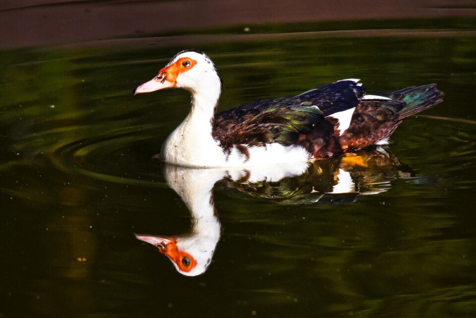 Animal waterfowl male