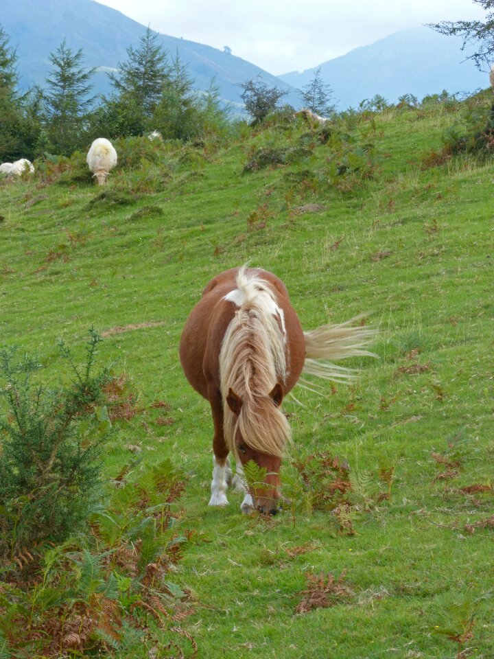 Through browsing pasture pony