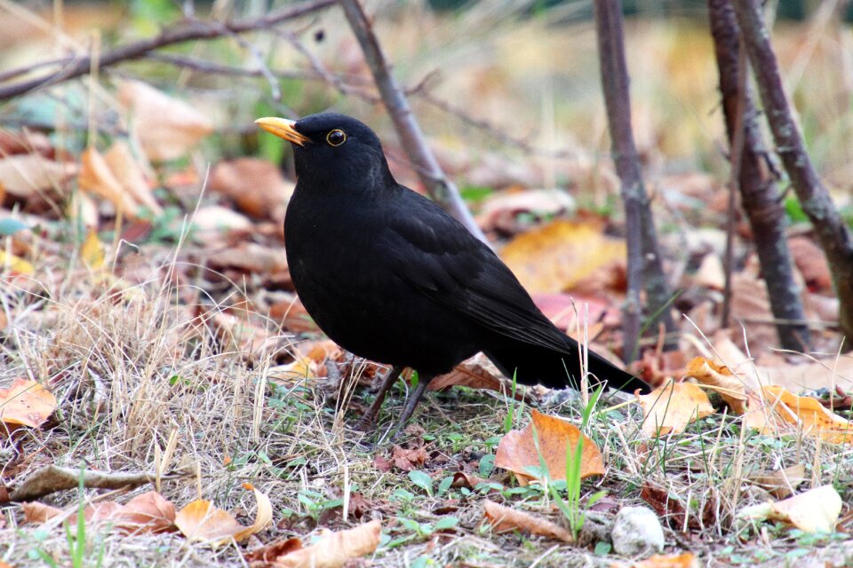 Turdus merula songbird bird