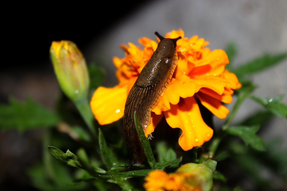 Nature animal orange