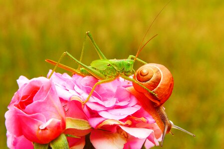 Snail rose flower