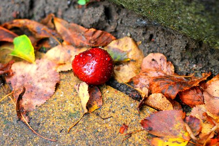 Shell autumn fruit shiny