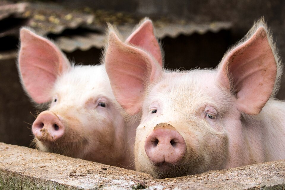 Nature livestock cute
