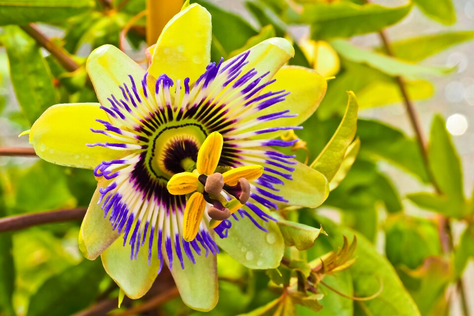 Blossom bloom plant
