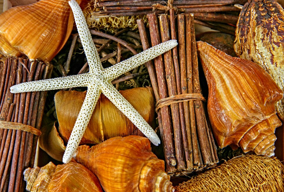 Starfish still life animal photo