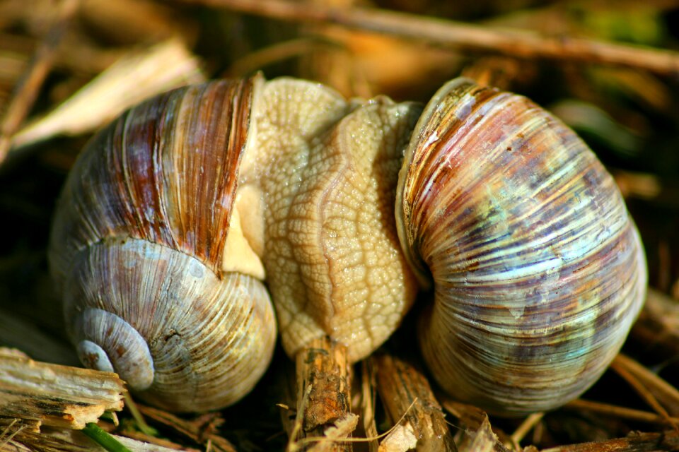Mollusk nature animal