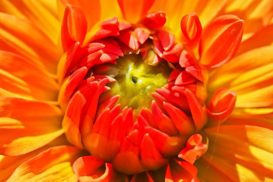 Bloom plant dahlia garden photo