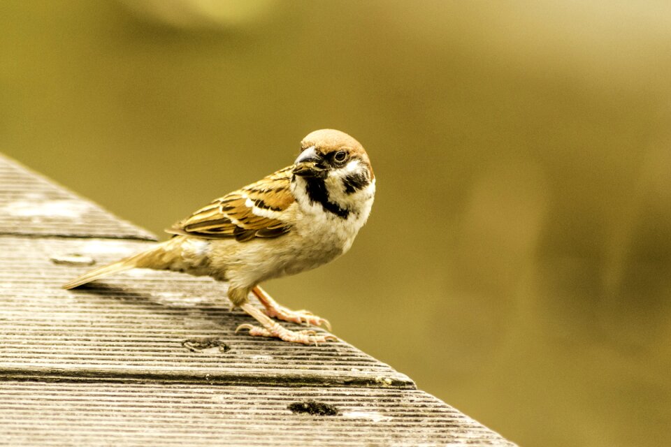Bird little outdoors