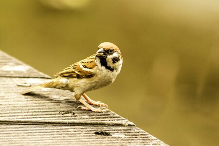 Bird little outdoors