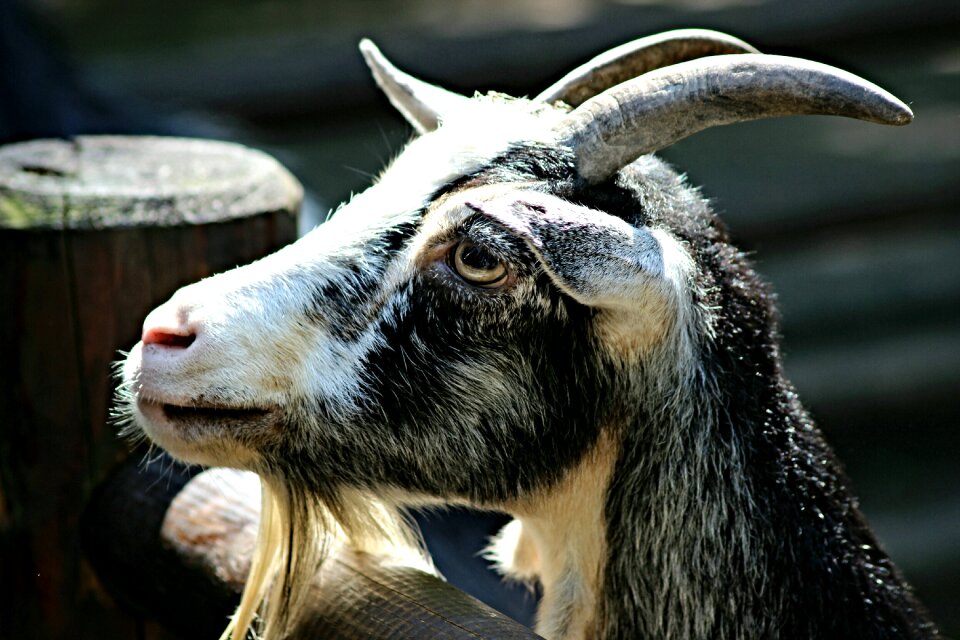 Animal domestic goat curious
