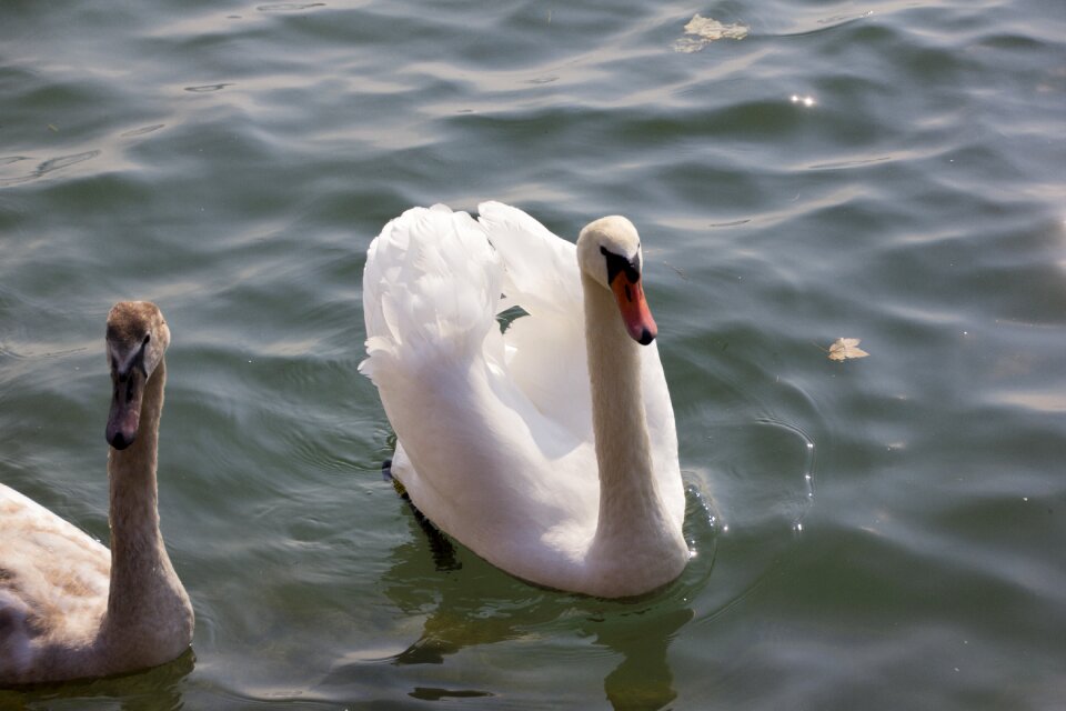 Water bird bird animal world