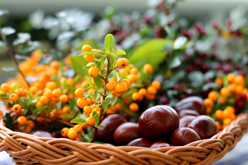 Autumn colorful decoration