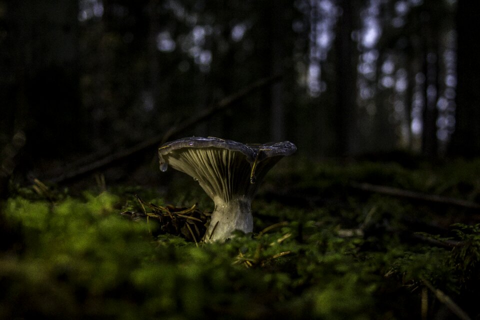 Nature moss fungus