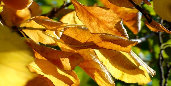 Leaves fall color october