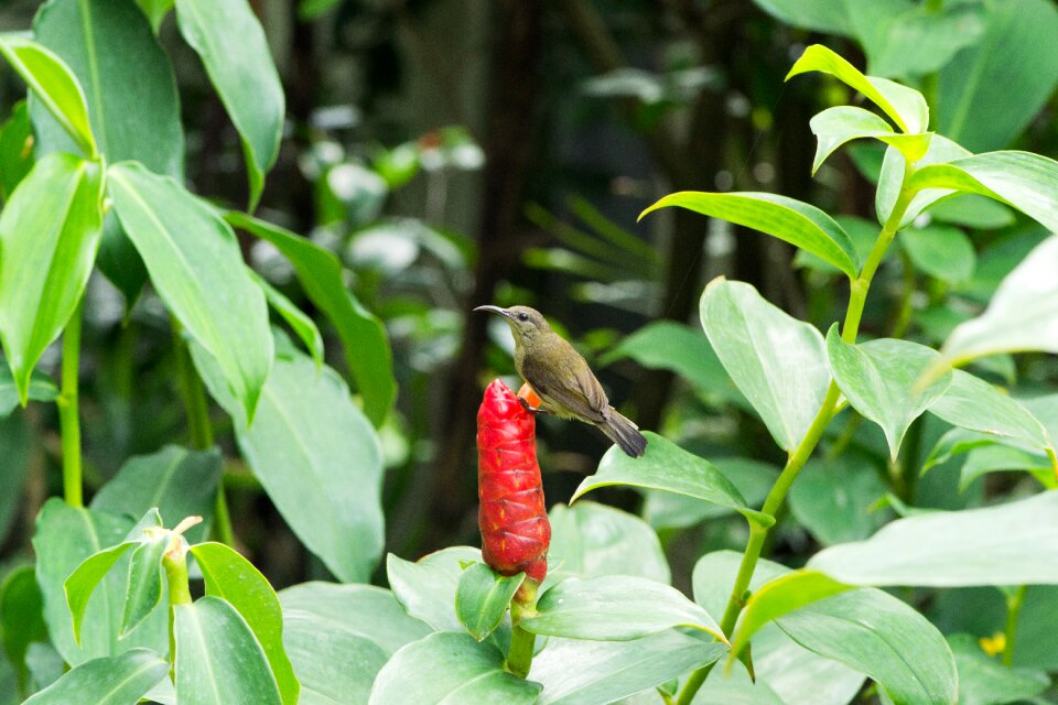 Garden freshness bud