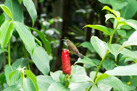 Garden freshness bud