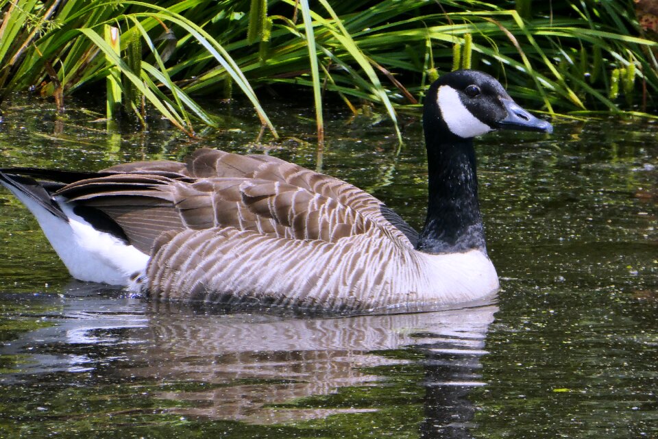 Feathers netherlands wings