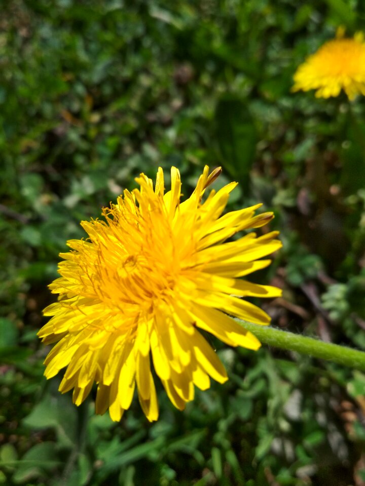 Spring dandelion flower