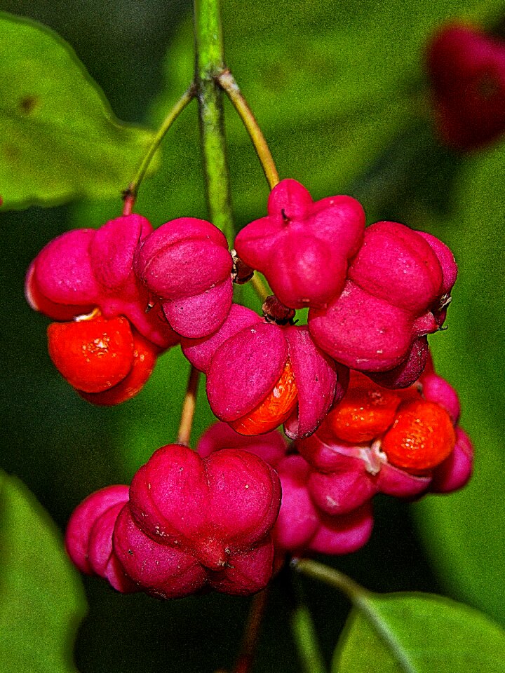 Infructescence seeds boll