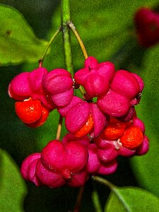 Infructescence seeds boll